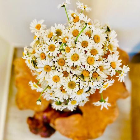 Magnolia Apartment Terrace 3 バトゥーミ エクステリア 写真